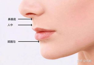 第一章：面相学视域下的“鹅颈相”与性格特质解析