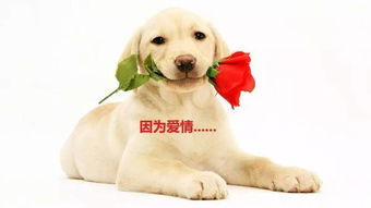 属虎人：行走的霸王龙