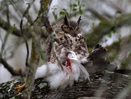 猫头鹰在梦中象征着什么难道不是智慧的化身，指引着迷途的旅人吗？