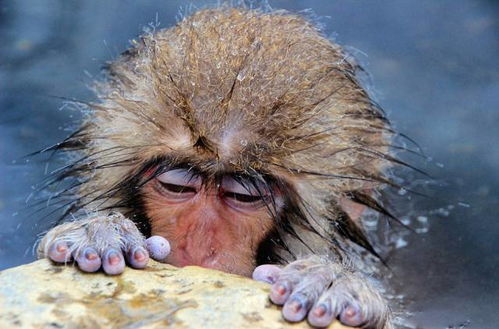 属猴的：别惹坟墓和阴气！