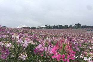 忻城薰衣草园：从紫色浪漫到预订噩梦的残酷现实