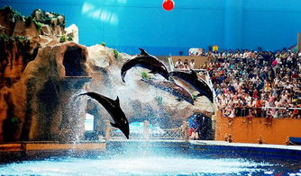 北京一日游海洋馆亲子游套餐：一场说走就走的奇幻之旅