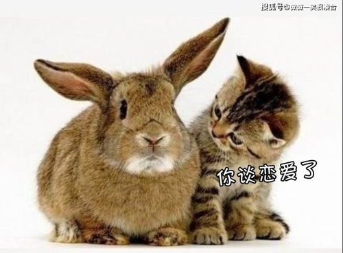 1987年属兔的爸爸和2026年属蛇的妈妈，适合生个属蛇宝宝吗？