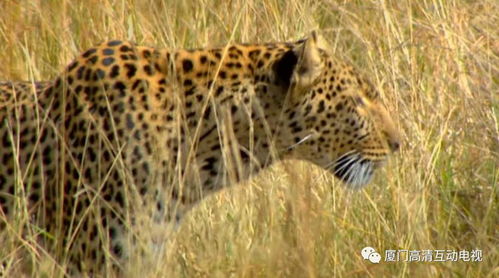 称王称霸的生肖代表什么动物，其含义是什么？