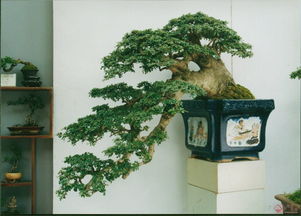 6. 植物生态的双刃剑效应