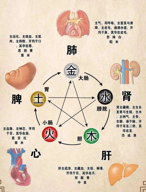 2.1 脉诊理论中的“平”字意蕴