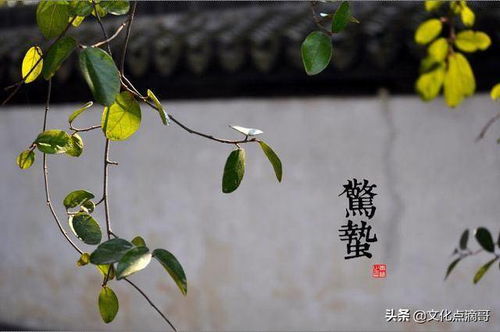 二十四节气中，哪个生肖与每个节气都有神秘联系？