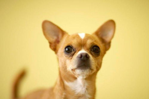 82属狗大海水命微信图案如何改写成长尾？