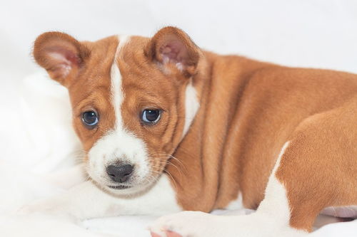 狗与哪些属相相克？狗和牛属相相配吗？