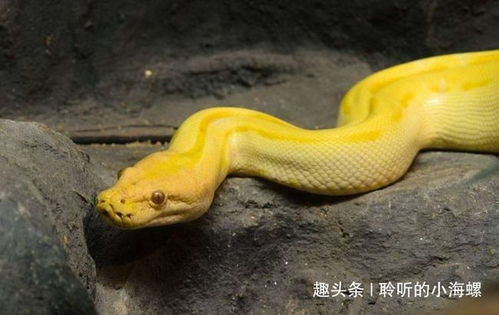 以婚女人梦见蛇蛋孵出小蛇，这究竟是什么预兆？