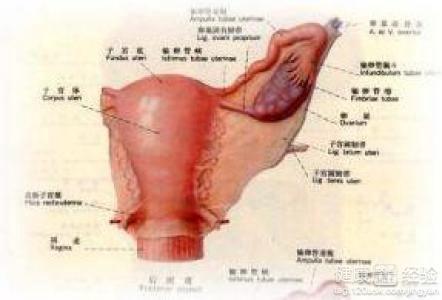 三、 饮食乱入：营养成分师也能够是DJ