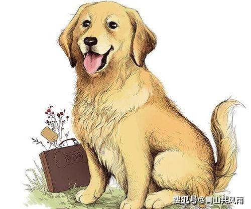 2026年属狗的人今年会遭遇哪些太岁影响？