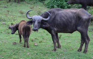 1961年属什么生肖，这个生肖年份有什么特殊含义？