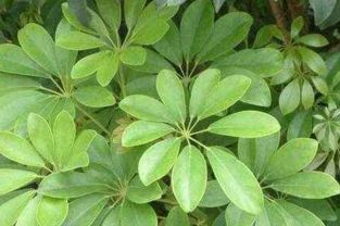 六、 风水功嫩详解