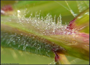 露珠：纯净无暇（但容易蒸发）