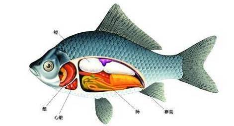 梦见鱼和水究竟是什么原因引起的梦境现象呢？