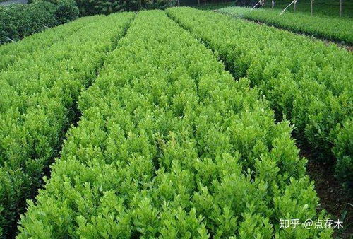 一、  黄杨树的植物学特性与生态适应性分析