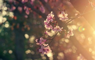 农历四月黄道吉日具体是哪一天？