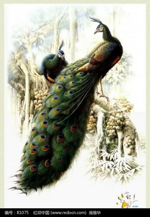 家里挂孔雀毛有哪些风水禁忌和注意事项？