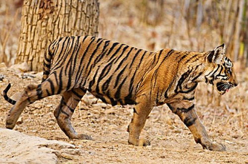 2026年属虎人的偏财运和整体运势具体表现是怎样的？