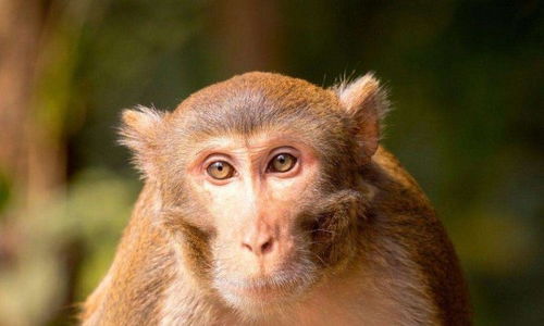 2026年属猴全年财运和完整运气具体如何？