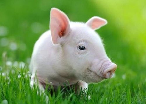 2026年火命属猪宝宝有哪些名字推荐？