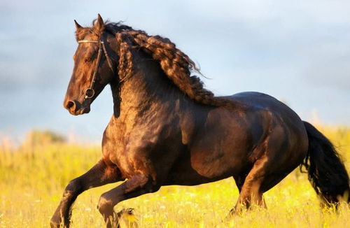 7　马（Horse）