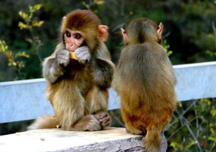 生肖猴意思：树倒孙散难相聚的意思是比喻当依靠的人或事物失去支持时，相关人员或群体就会分散难以再聚齐。改写为：树倒孙散，我们还能难聚在一起吗？