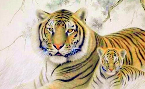 1974年属虎人的八字命运究竟如何，能否改写命运？