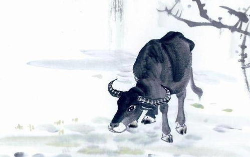 如何化解属牛男和属马女财运不佳的问题？