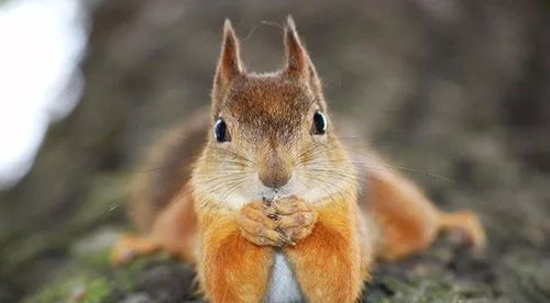 生肖篇：动物界的王者们