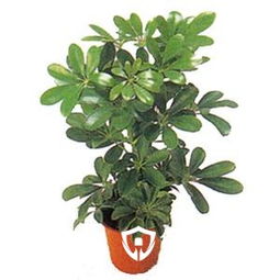 鸭掌木花作为风水植物，真的具有改善家居风水的神奇功效吗？