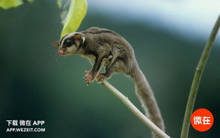 2.1 鼠：内敛却潜藏表达欲望