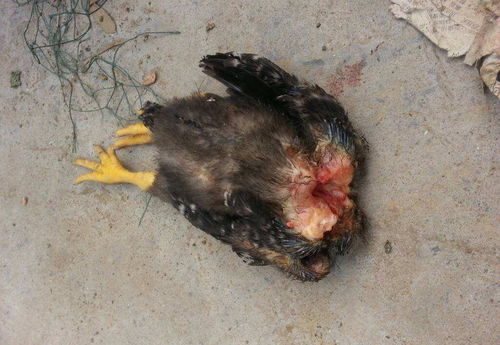 晚上遇见黄鼠狼或被毒蛇咬，吉凶如何，生命安危何在？