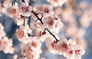 ：对紫薇花与命理学的关联性进行初步探讨