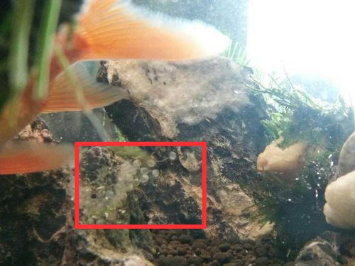 以婚女人梦见地上成群结队的鱼，这究竟是什么吉凶预兆呢？