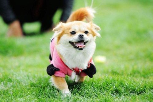 1982年属狗的人，苦命狗1982这个说法意味着什么？