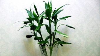 富贵竹绝对不能放的三个死亡地带！