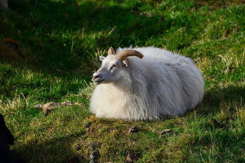 2026年属羊的人5月份感情运势如何，哪个月份容易遇到桃花？