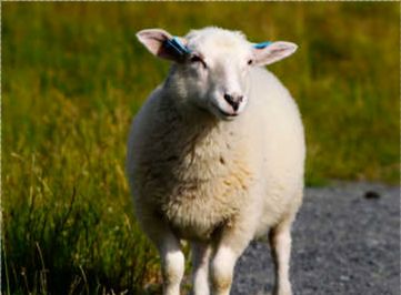 属羊女在2026年会遇到怎样的感情和婚姻状况？