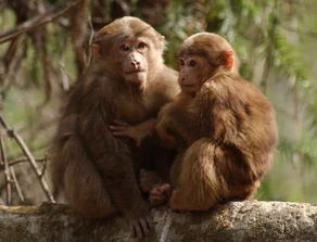 1980年属猴的人真的活不过60岁吗？他们的最终寿命是多少？