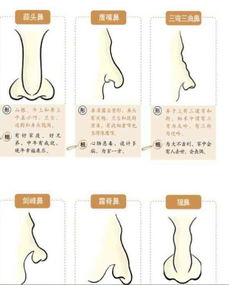 4. 准头（鼻子）——财星定位与中年人造化
