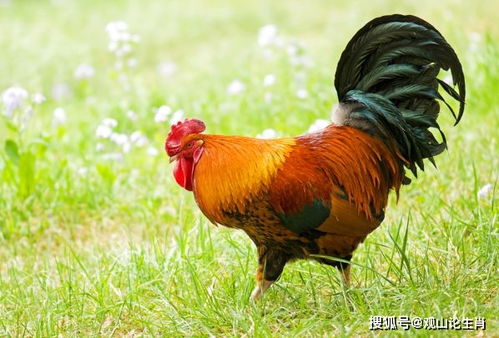 鸡属相是哪个生肖？鸡牛属相能相合吗？