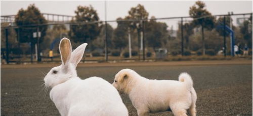 1963年出生的人属兔，五行命理中是什么命？