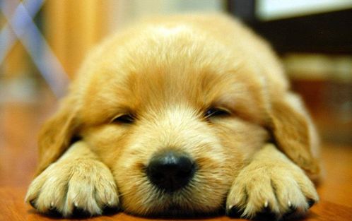 生肖狗：忠诚守护与西南方位的力量