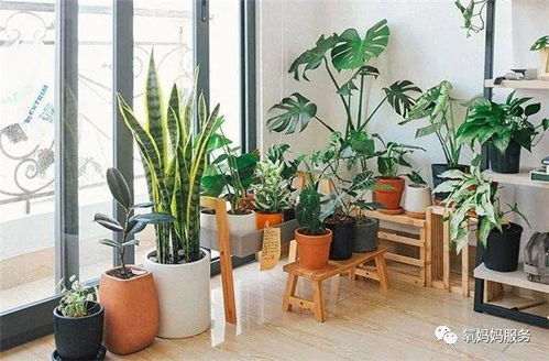 一、 理论基础：风水格局与植物属性的对应关系