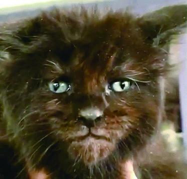 缅因（Maine Coon）