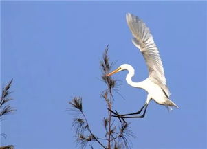 年年候鸟是什么生肖，年年春色去还来打一生肖指的是什么生肖？