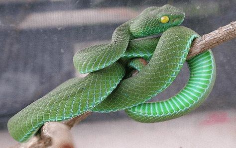 1977年属蛇的命理及每月运势具体是什么意思？