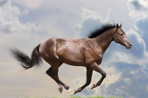 属马男与属马女婚姻合适吗？他们真的相互喜欢吗？